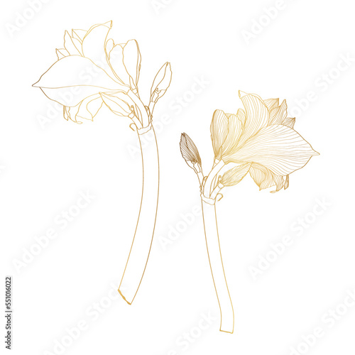 Decorative line golden clivia amaryllis branch flowers set, design elements. Can be used for cards, invitations, banners, posters, print design. Floral background in line art style.