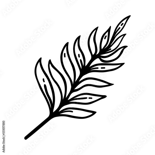 Fern branch vector icon. Simple black doodle of a twig with leaves. Hand drawn illustration isolated on white. A wild forest plant, herb. Clipart for cards, posters, cosmetics, logo, web, print