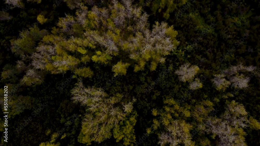 Bird's-eye view of autumn forest in Alaska Bird's-eye view of autumn forest in Alaska