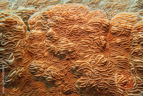 Organic texture of Elephant skin hard coral (Pachyseris rugosa) photo