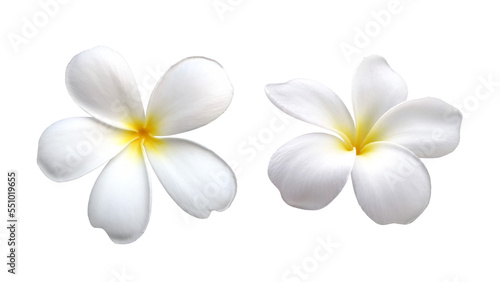 two pure white plumeria or frangipani flower head isolated on white photo