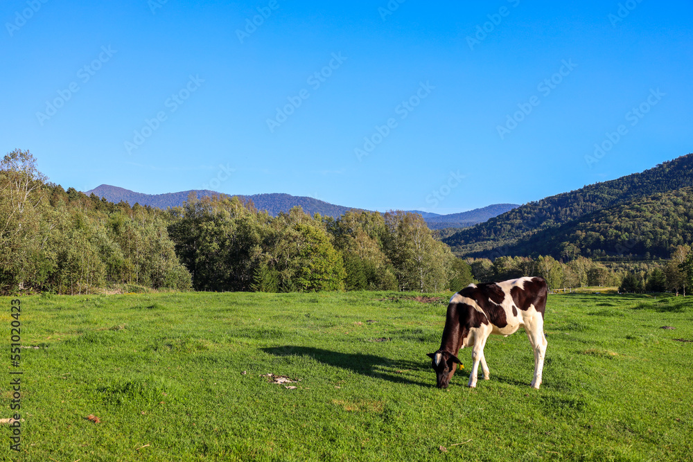 牧草地と牛