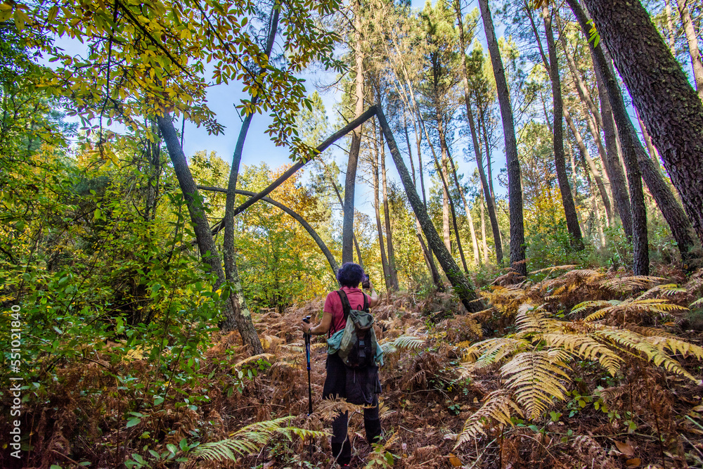 Rear View Of A Senior Woman Walking In The Forest.Woman In The Middle Of The Forest Contemplating The Beauty Of Nature, She Is Taking A Photo With The Smartphone.Active Woman Doing A Route On A Trail.