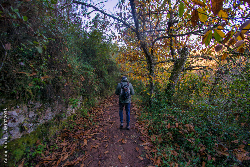 Mature Aged Man Hiking In The Woods.
Man Walking Through The Forest On A Sunny Day. Outdoor Activities.