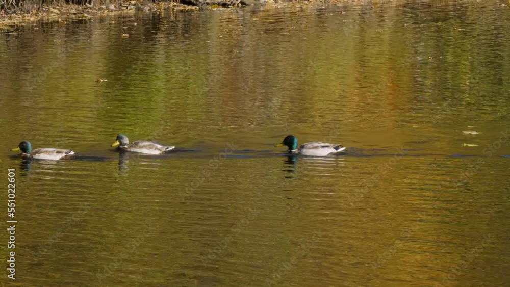 St. Petersburg, park on Elagin Island in autumn. Ducks on the pond. St. Petersburg, park on Elagin Island in autumn. Ducks on the pond.