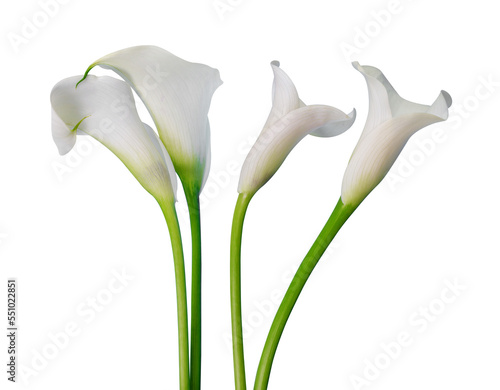 Fotografia White calla lilies isolated on transparent background, PNG.