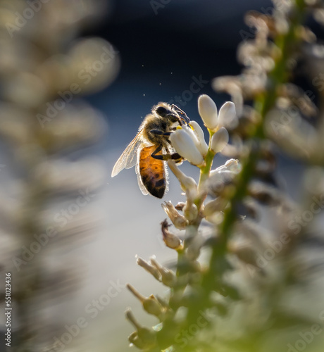 Backlit honey bee gathering nectar and pollen from white flowers © Janice