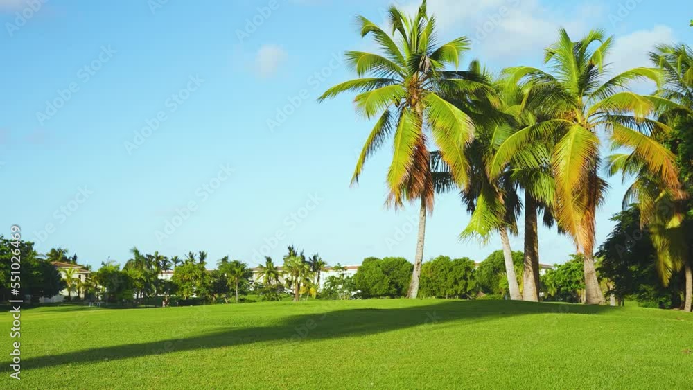 Green golf course of the park on a sunny day. Grass background for outdoor sports. Herbal park in the tropics. Landscape of palm trees on a grassy lawn. Green golf course of the park on a sunny day. Grass background for outdoor sports. Herbal park in the tropics. Landscape of palm trees on a grassy lawn.