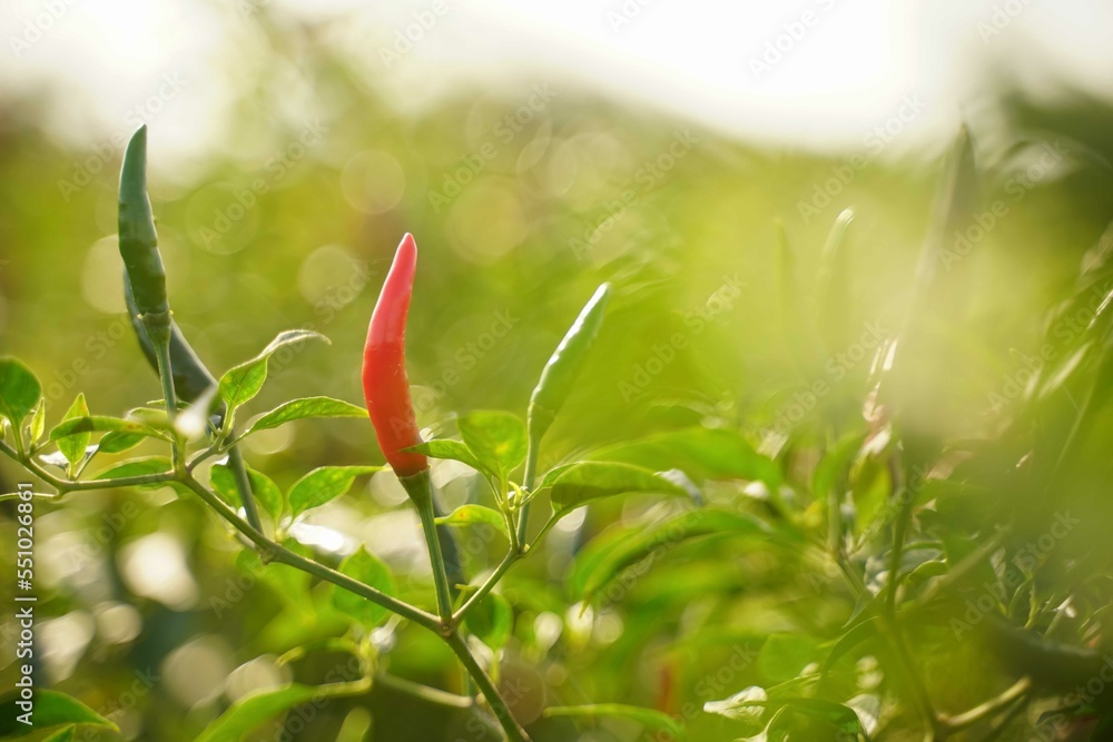Red chili peppers in the harvest season in an agricultural chili farm. Red chili peppers in the harvest season in an agricultural chili farm.