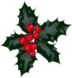 Vector christmas holly with red berries on isolated white background