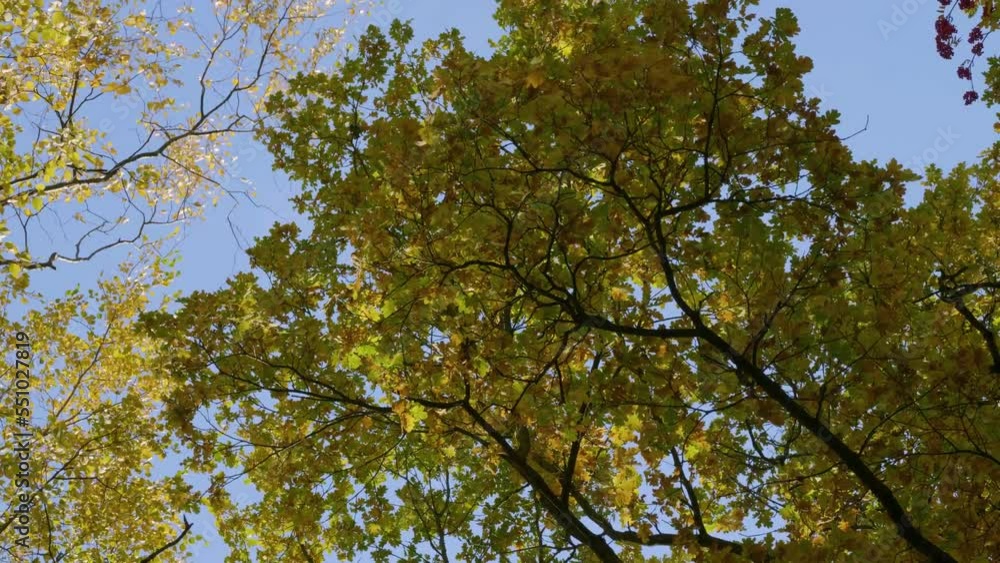St. Petersburg, Central Park on Elagin Island in autumn. Branches of autumn oaks. St. Petersburg, Central Park on Elagin Island in autumn. Branches of autumn oaks.