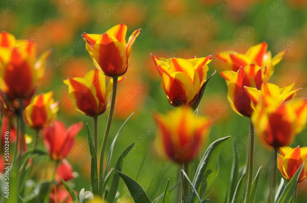 Tulpen Tulpen