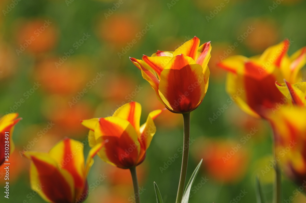 Tulpen Tulpen
