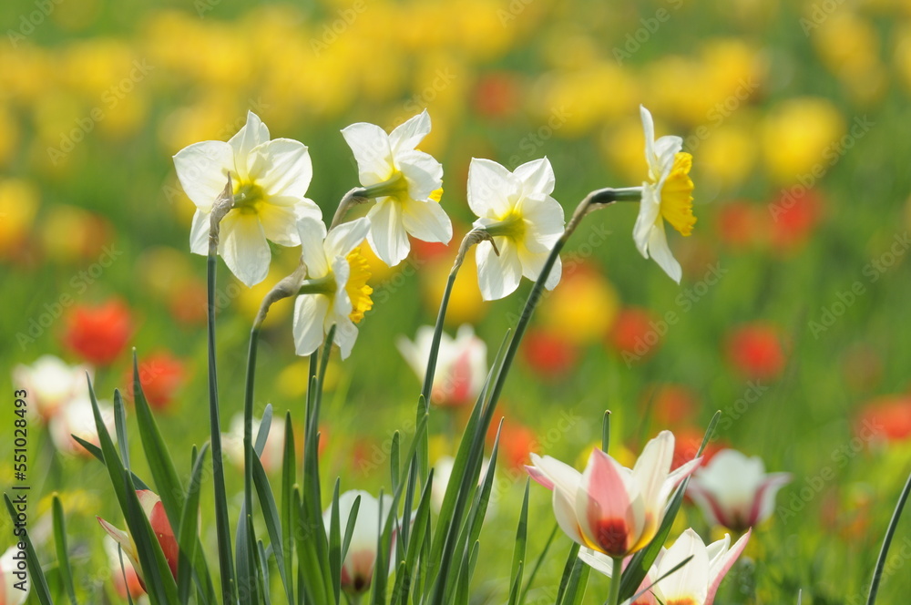 Fototapeta premium Narzissen und Tulpen