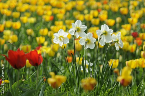 Narzissen und Tulpen