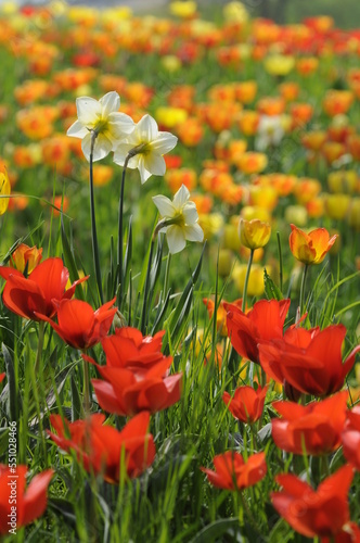 Narzissen und Tulpen © Fotolyse