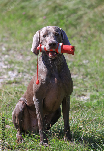 Photography Sitting Weimaraner dog with a retrieving dummy in his mouth who just came out of