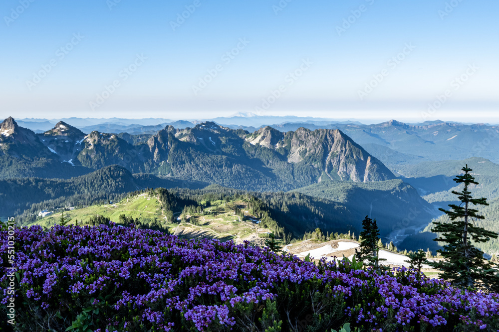 landscape with flowers in foreground landscape with flowers in foreground