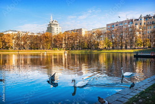 Patriarch's Ponds on an autumn sunny day, ducks and white swans, Moscow photo