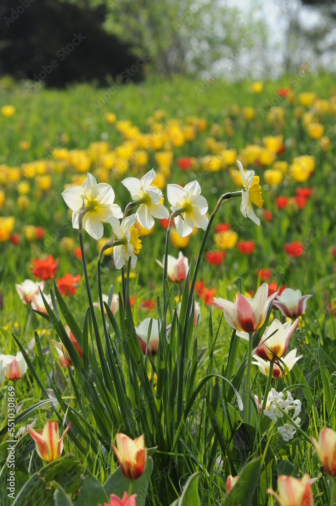 Narzissen und Tulpen Narzissen und Tulpen