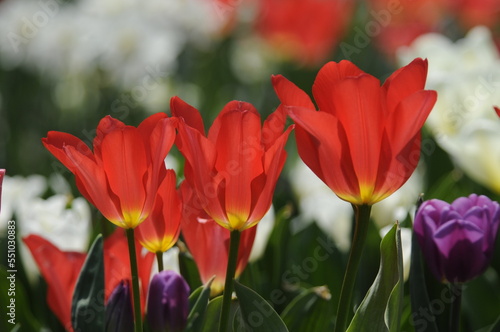 Tulpen