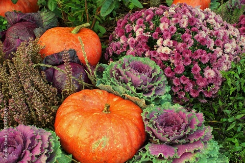 Close-up of fresh plant leaves decorative purple cabbage Brassica oleracea and pumpkins. Organic vegetable healthy eating concept. Autumn harvesting. Vegan food. Gardening, growing and bio farming