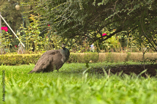 Peacock in the summer sun.