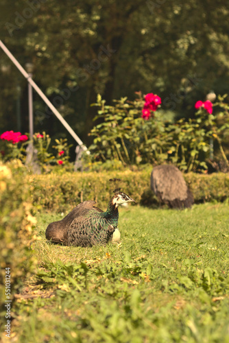 Peacock in the summer sun.