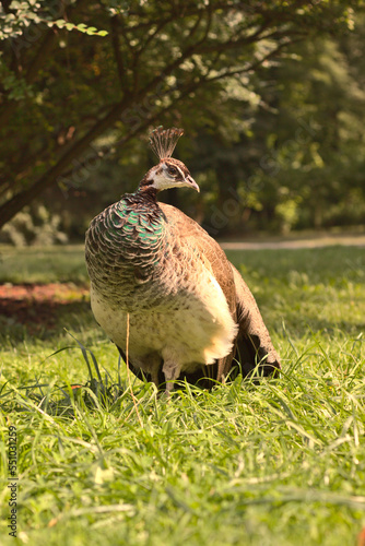 Peacock in the summer sun.