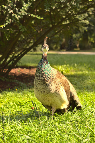 Peacock in the summer sun.
