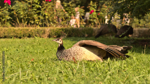 Peacock in the summer sun.