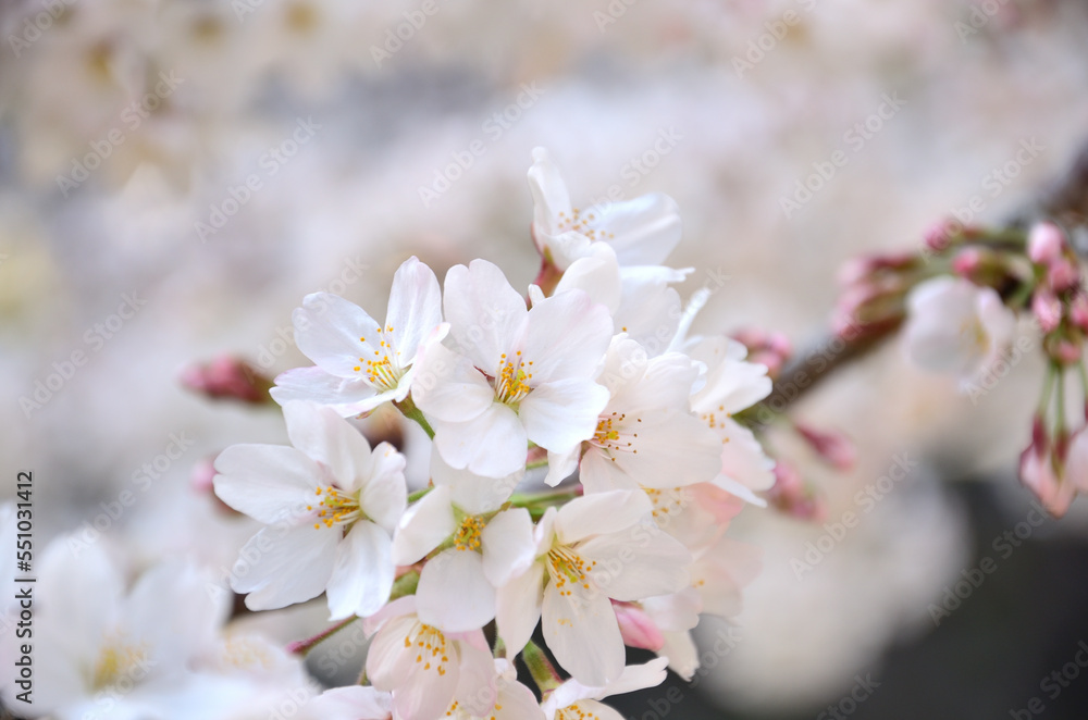 colse up of Japanese cherry blossoms in spring