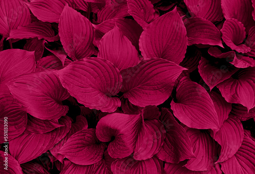 Foliage background in Viva Magenta. Red leaf top view. Color of the year 2023 photo