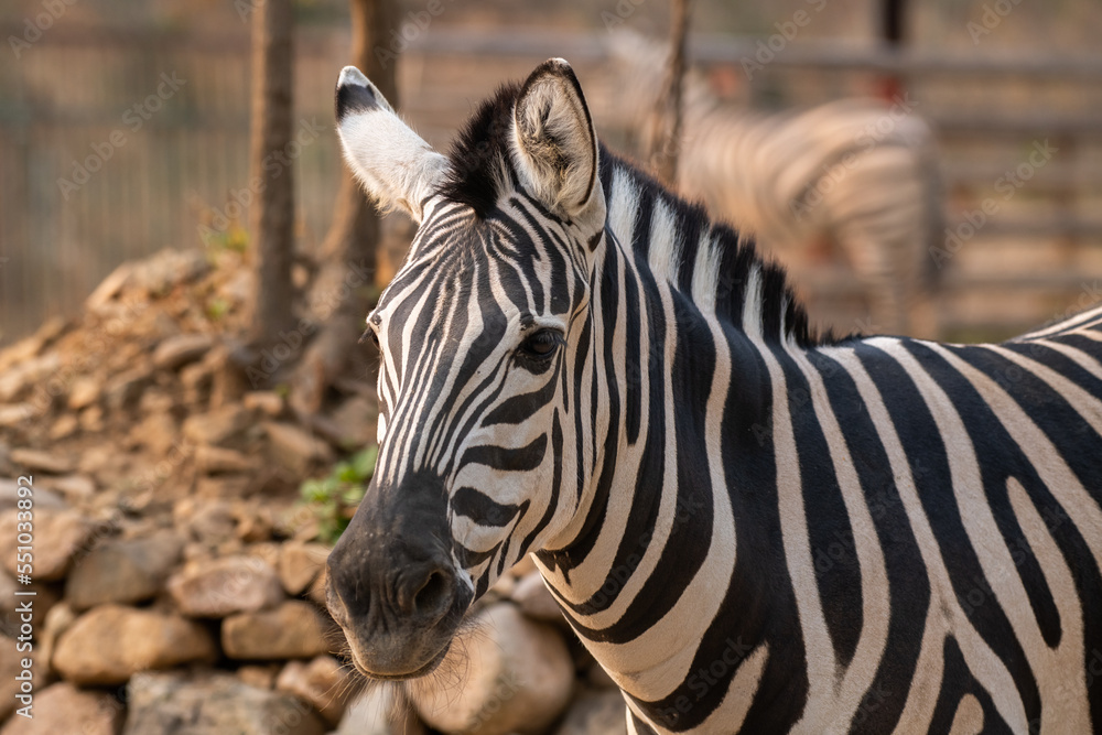 Fototapeta premium plains zebra, equus quagga, equus burchellii, common zebra, close up portrait