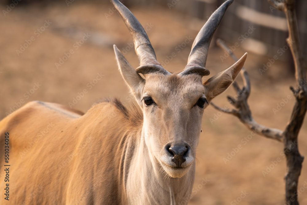 A male antelope gazelle impala looking at you from corner with amazing horns. Space on left for banners. A male antelope gazelle impala looking at you from corner with amazing horns. Space on left for banners.