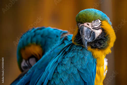 Wallpaper Mural Closeup of colorful macaw bird face. Macro parrot bird head.Blue and gold Macaw parrot. Exotic colorful beautiful African macaw parrot.Bird watching in safari, South Africa wildlife. Torontodigital.ca