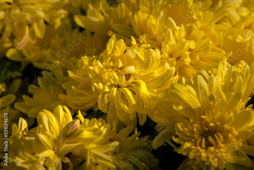Yellow garden Chrysanthemums. Lovely autumn garden inflorescence up close with bright sunlight illumination. Scented floral pattern outdoors  selective focus