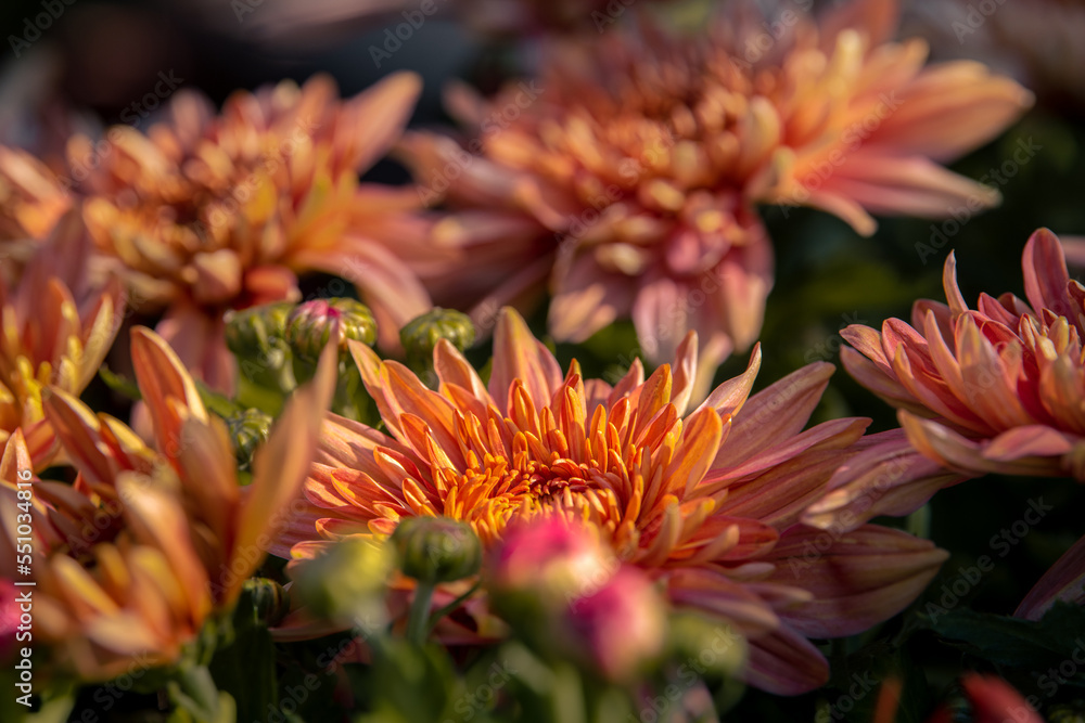 Red orange Korean chrysanthemum. Hardy chrysanthemums close up. Chrysanthemum koreanum. Background with blossoming a chrysanthemum. Chrysanthemum flowers horizontally. Copy space, selective focus Red orange Korean chrysanthemum. Hardy chrysanthemums close up. Chrysanthemum koreanum. Background with blossoming a chrysanthemum. Chrysanthemum flowers horizontally. Copy space, selective focus