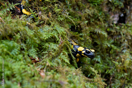 Feuersalamander, Salamandra salamandra.