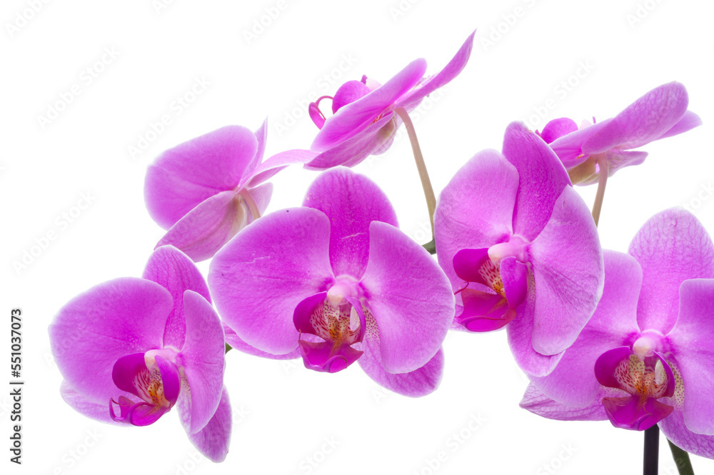 Fototapeta premium Rosa Orchidee mit Blüten