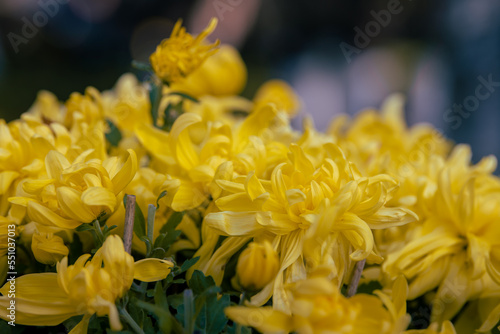 Close-up view of yellow chrysanthemums in the garden. Flowers chrysanthemum blooming in sunny day