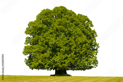 Einzelner Baum als Einzelbaum