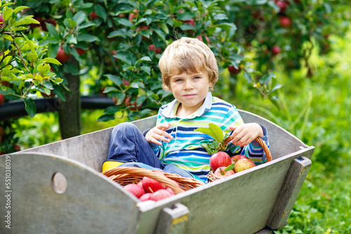 Active happy blond kid boy picking and eating red apples on organic farm, autumn outdoors. Funny little preschool child having fun with helping and harvesting.