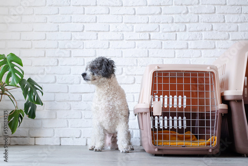 Cute bichon frise dog sitting by travel pet carrier, brick wall background