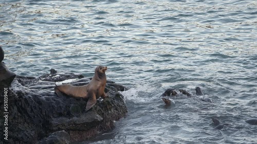 Wildlife in Super Slow Motion 4K 120fps: California Sea Lion on a rock - La Jolla, San Diego, the U.S. photo