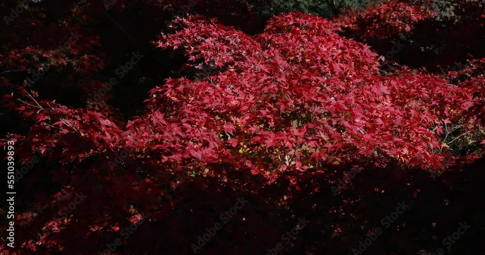 Colorful autumn leaves on a sunny day at Tofukuji Temple in Kyoto, Japan. Colorful autumn leaves on a sunny day at Tofukuji Temple in Kyoto, Japan.