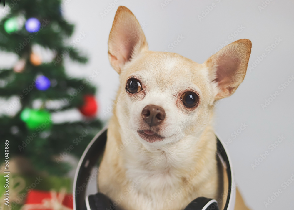brown short hair chihuahua dog wearing headphones around neck sitting on white background with Christmas tree and red and green gift box.