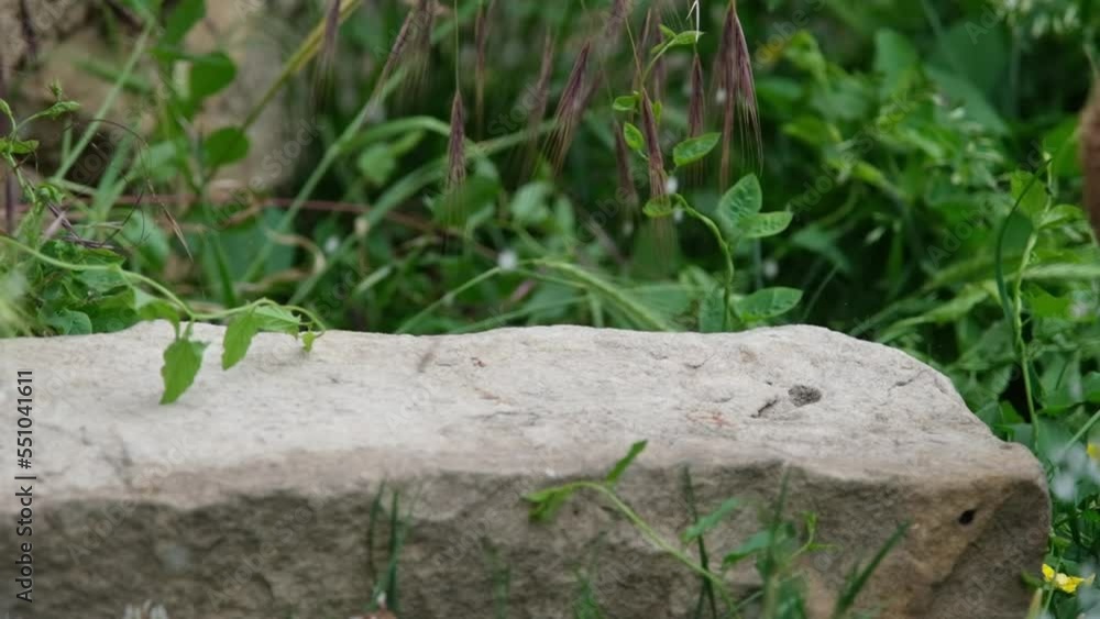 Chute et ouverture d'une noix de coco qui tombe sur un pavé, au ralenti Chute et ouverture d'une noix de coco qui tombe sur un pavé, au ralenti