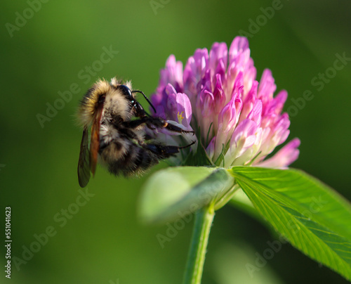 bee on flower © dominic_dehmel