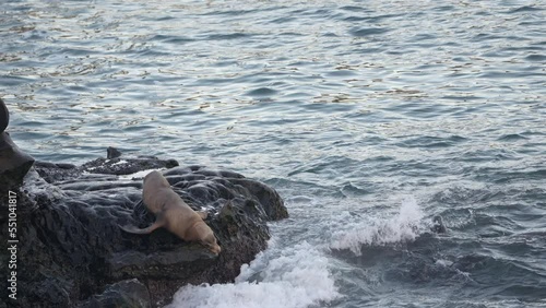 Wildlife in Super Slow Motion 4K 120fps: California Sea Lion on a rock - La Jolla, San Diego, the U.S. photo